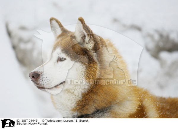 Siberian Husky Portrait / Siberian Husky Portrait / SST-04945