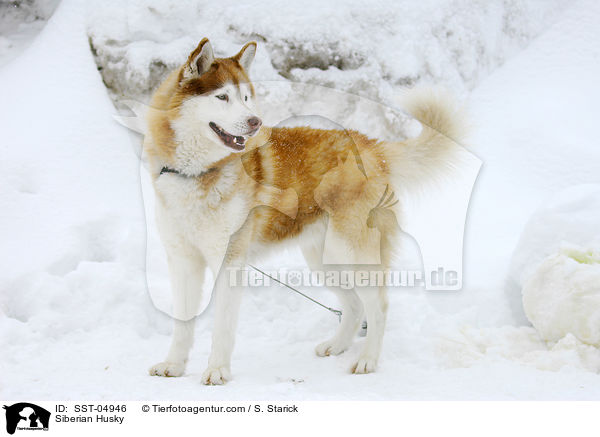 Siberian Husky / Siberian Husky / SST-04946
