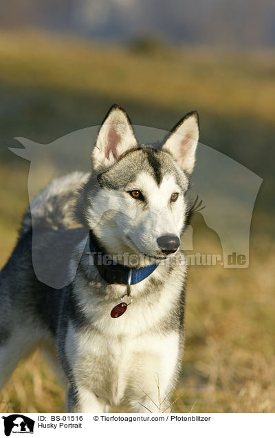 Husky Portrait / Husky Portrait / BS-01516