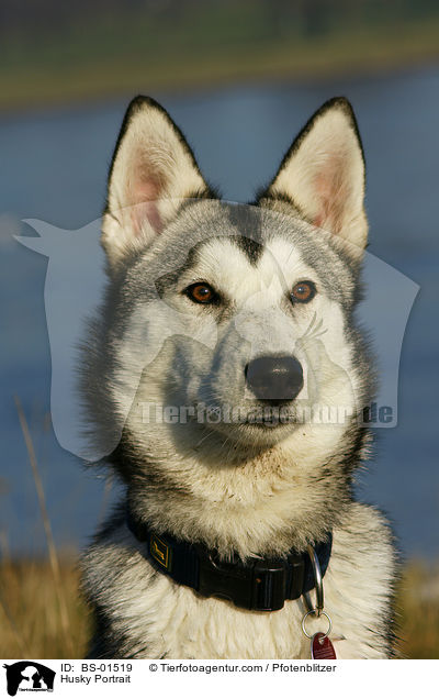 Husky Portrait / Husky Portrait / BS-01519