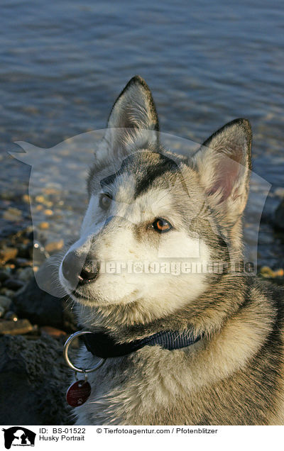 Husky Portrait / Husky Portrait / BS-01522