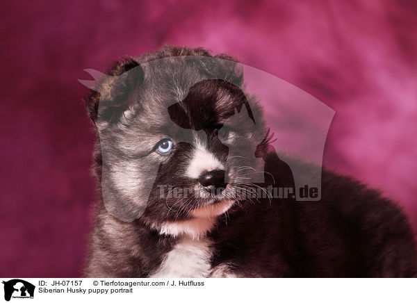 Sibirien Husky Welpe Portrait / Siberian Husky puppy portrait / JH-07157