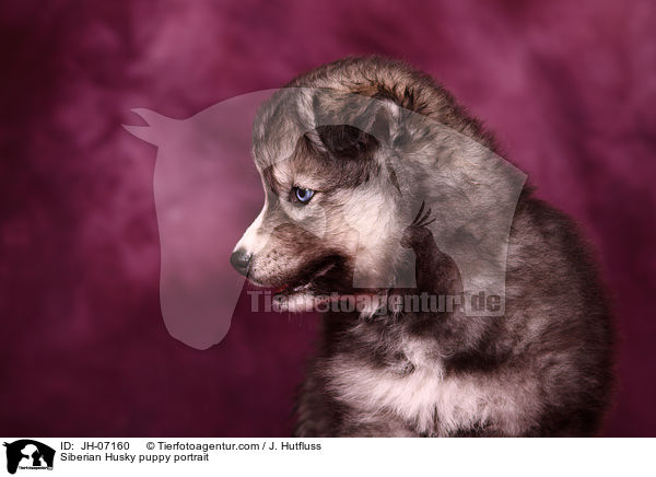 Sibirien Husky Welpe Portrait / Siberian Husky puppy portrait / JH-07160