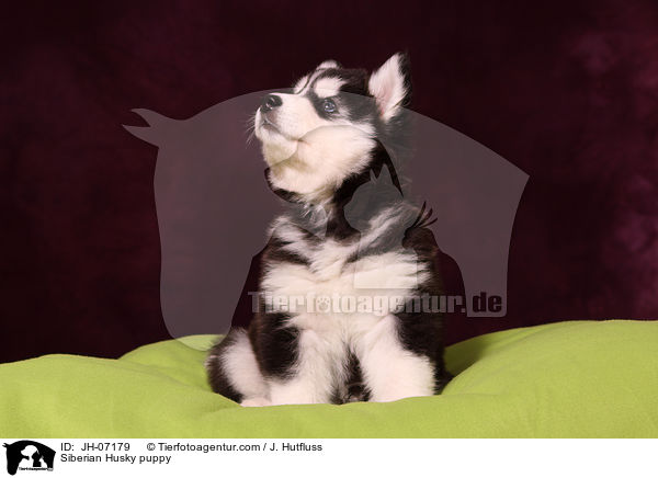 Sibirien Husky Welpe / Siberian Husky puppy / JH-07179
