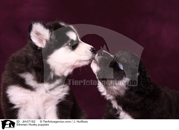 Sibirien Husky Welpen / Siberian Husky puppies / JH-07182