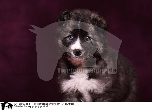 Sibirien Husky Welpe Portrait / Siberian Husky puppy portrait / JH-07184