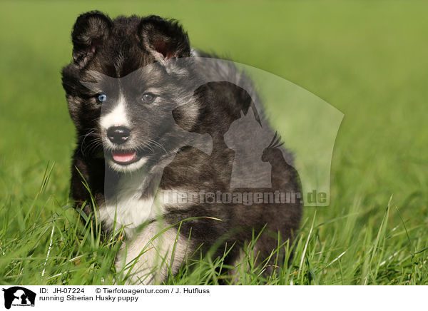 rennender Sibirien Husky Welpe / running Siberian Husky puppy / JH-07224