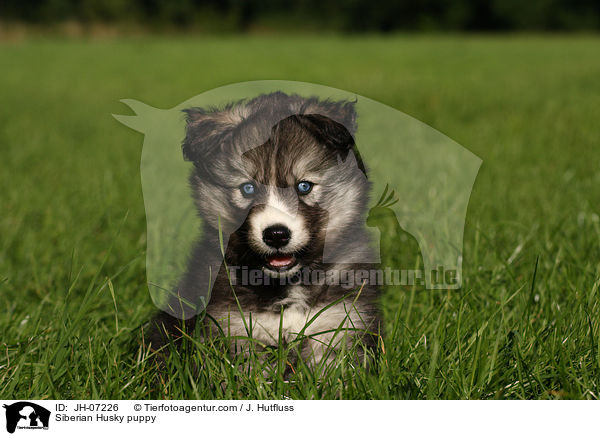 Sibirien Husky Welpe / Siberian Husky puppy / JH-07226
