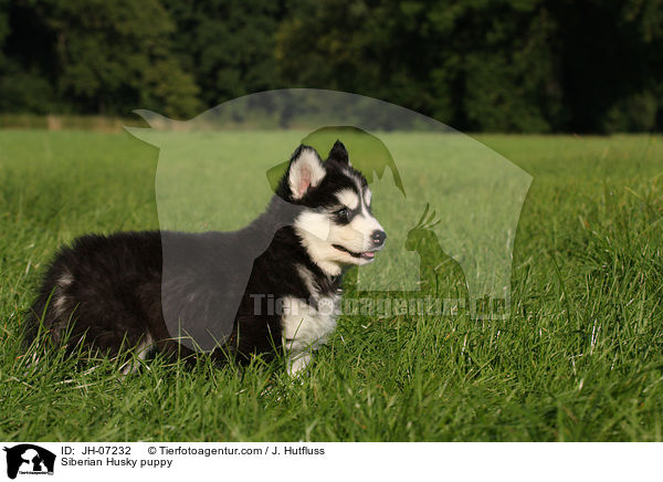 Sibirien Husky Welpe / Siberian Husky puppy / JH-07232