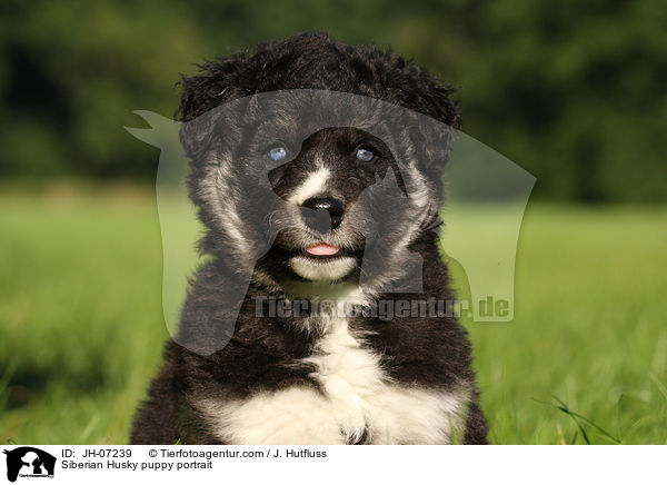 Sibirien Husky Welpe Portrait / Siberian Husky puppy portrait / JH-07239