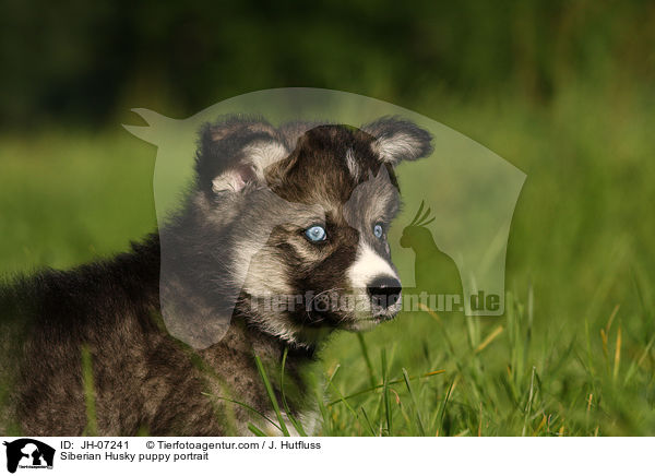 Sibirien Husky Welpe Portrait / Siberian Husky puppy portrait / JH-07241