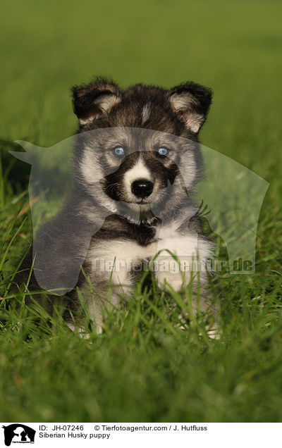 Sibirien Husky Welpe / Siberian Husky puppy / JH-07246
