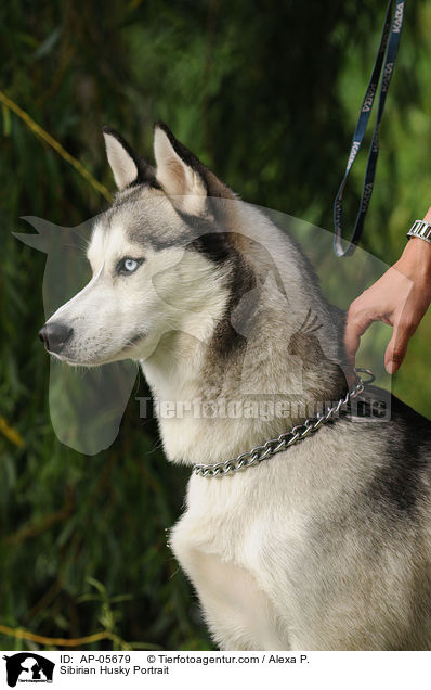 Sibirien Husky Portrait / Sibirian Husky Portrait / AP-05679