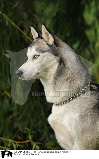 Sibirien Husky Portrait / Sibirian Husky Portrait / AP-05680