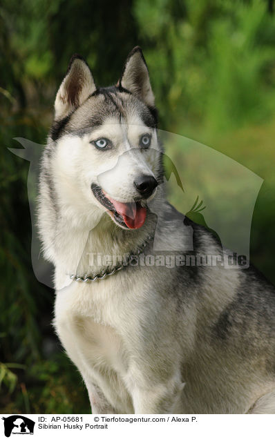 Sibirien Husky Portrait / Sibirian Husky Portrait / AP-05681