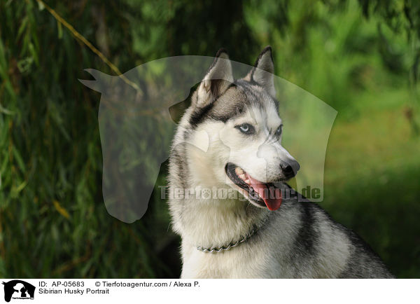 Sibirien Husky Portrait / Sibirian Husky Portrait / AP-05683