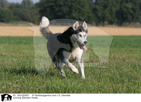 rennender Sibirien Husky / running Siberian Husky / SG-02450