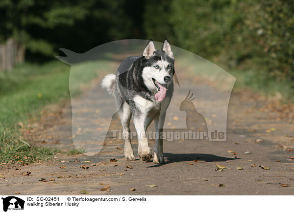 laufender Sibirien Husky / walking Siberian Husky / SG-02451