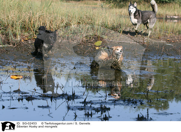 Sibirien Husky und Mischlinge / Siberian Husky and mongrels / SG-02453