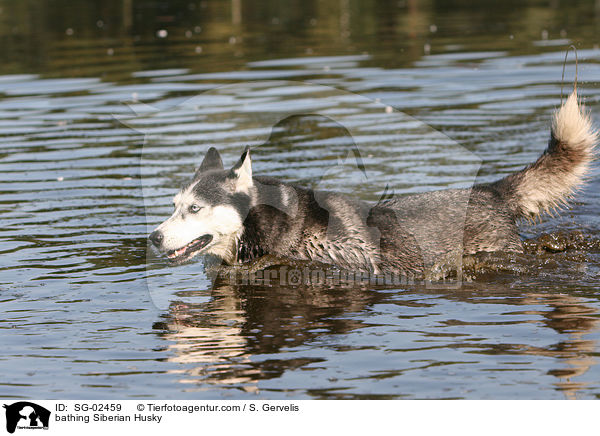 badender Sibirien Husky / bathing Siberian Husky / SG-02459