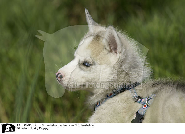Sibirien Husky Welpe / Siberian Husky Puppy / BS-03336