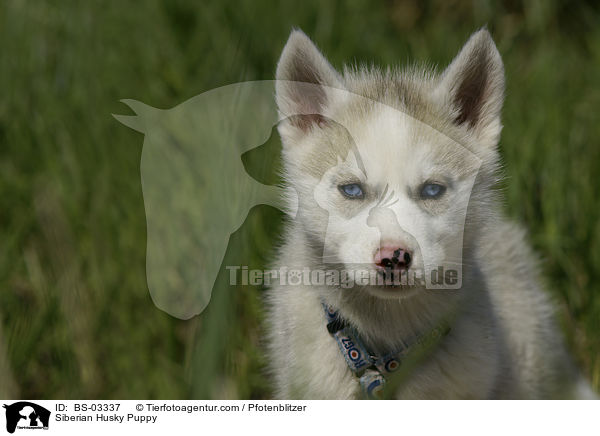 Sibirien Husky Welpe / Siberian Husky Puppy / BS-03337