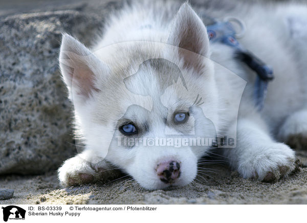 Sibirien Husky Welpe / Siberian Husky Puppy / BS-03339