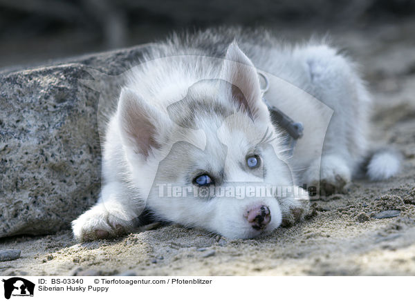 Sibirien Husky Welpe / Siberian Husky Puppy / BS-03340