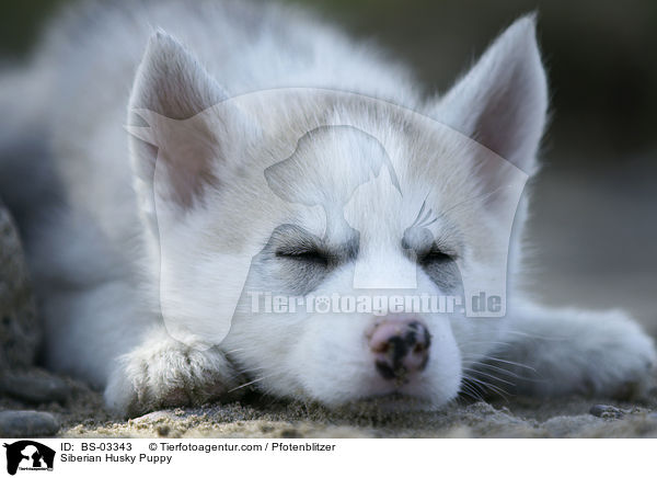 Sibirien Husky Welpe / Siberian Husky Puppy / BS-03343