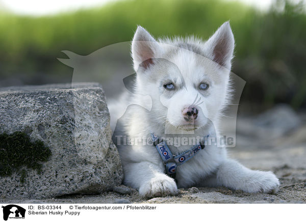 Sibirien Husky Welpe / Siberian Husky Puppy / BS-03344