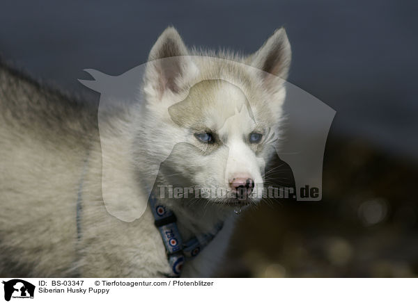 Sibirien Husky Welpe / Siberian Husky Puppy / BS-03347