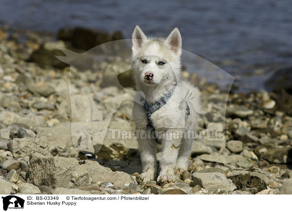 Sibirien Husky Welpe / Siberian Husky Puppy / BS-03349