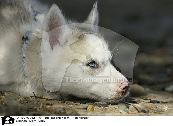 Sibirien Husky Welpe / Siberian Husky Puppy / BS-03352