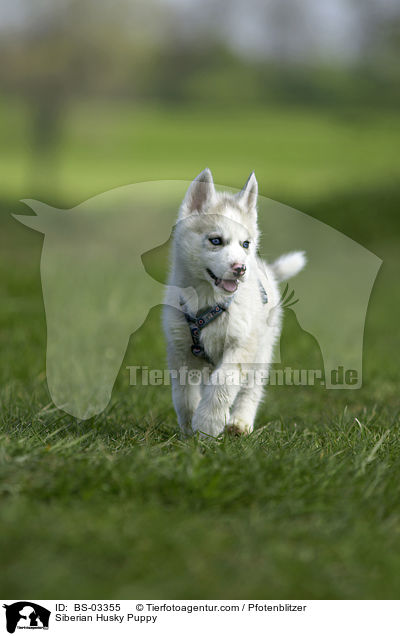 Siberian Husky Puppy / BS-03355