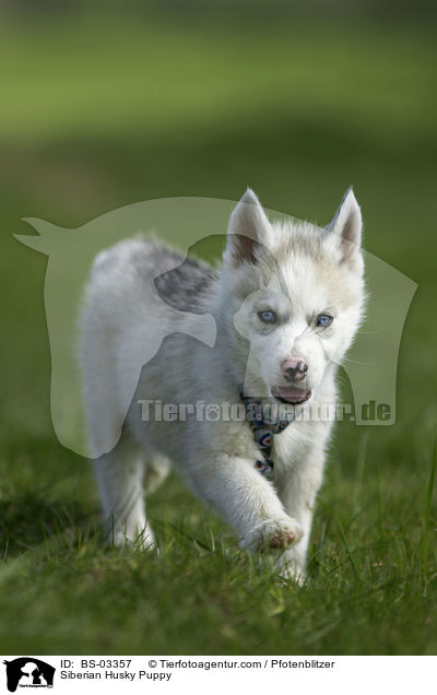 Sibirien Husky Welpe / Siberian Husky Puppy / BS-03357