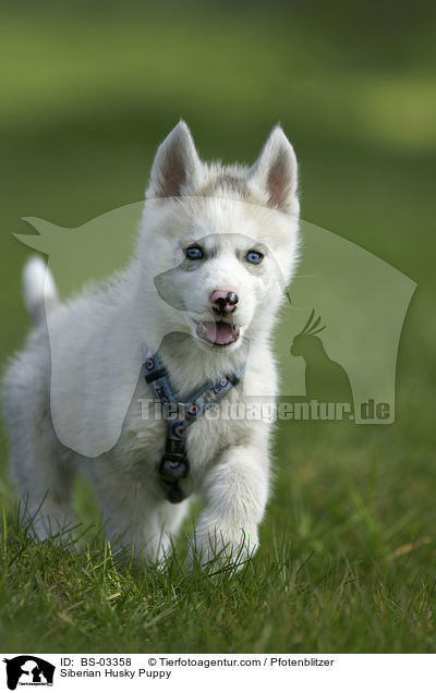 Sibirien Husky Welpe / Siberian Husky Puppy / BS-03358