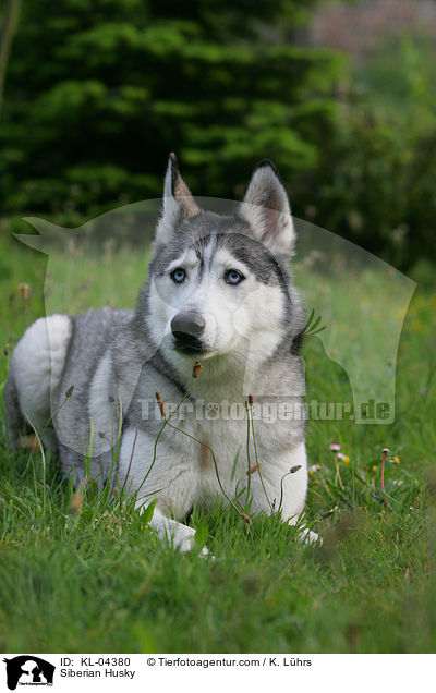 Sibirien Husky / Siberian Husky / KL-04380