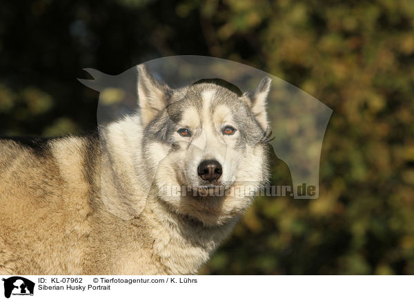 Sibirien Husky Portrait / Siberian Husky Portrait / KL-07962