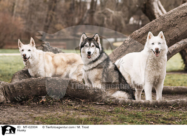 Husky / Husky / MT-02004