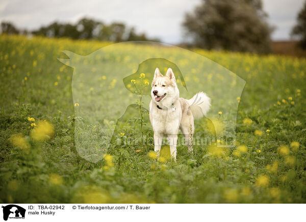 Husky Rde / male Husky / TBA-02942