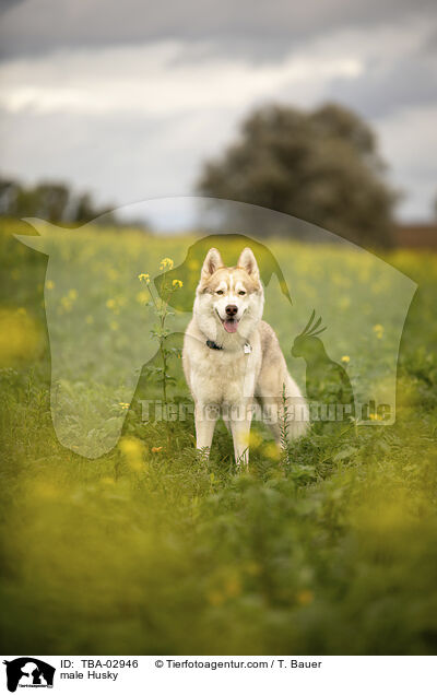 Husky Rde / male Husky / TBA-02946