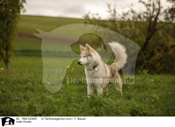 Husky Rde / male Husky / TBA-02960