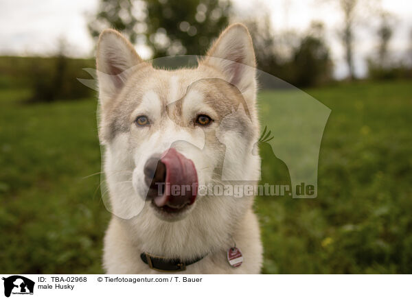 Husky Rde / male Husky / TBA-02968