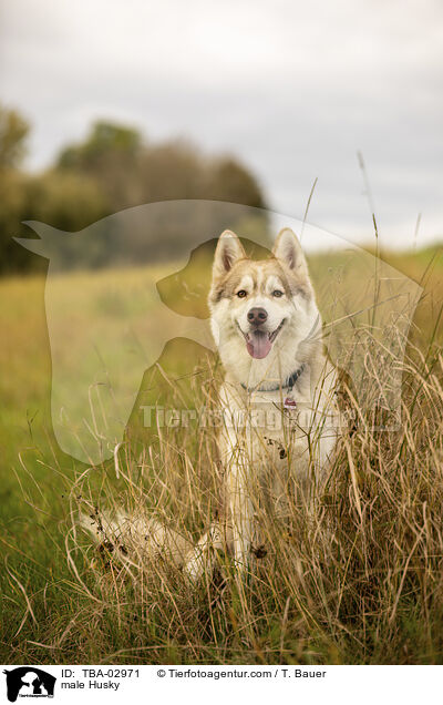 Husky Rde / male Husky / TBA-02971