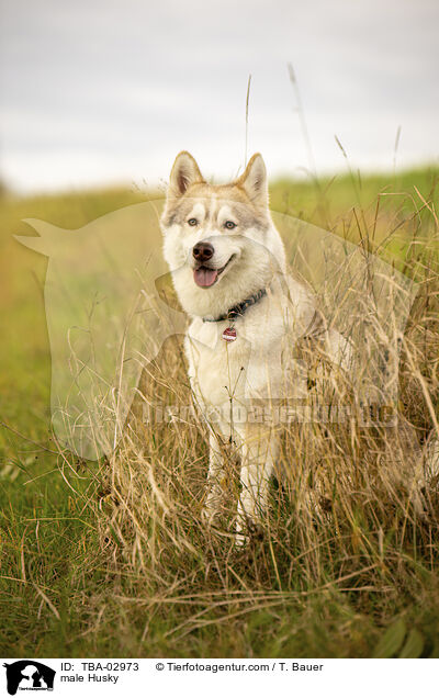 Husky Rde / male Husky / TBA-02973