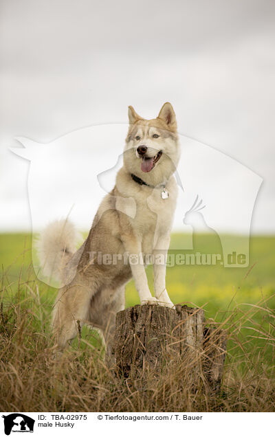 Husky Rde / male Husky / TBA-02975