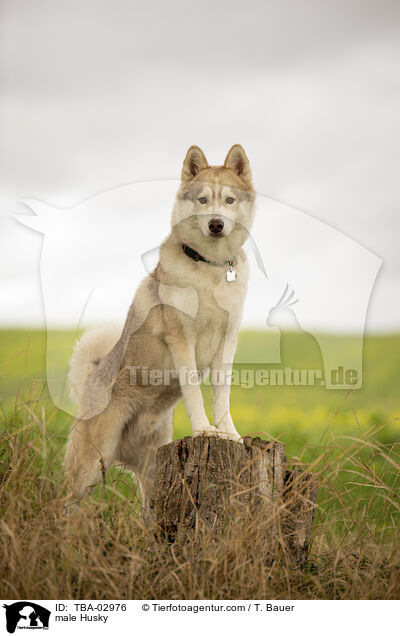 Husky Rde / male Husky / TBA-02976
