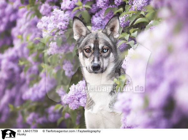 Husky / Husky / LM-01759