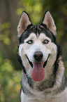 Siberian Husky Portrait