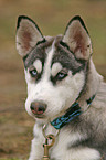 Sibirien Husky